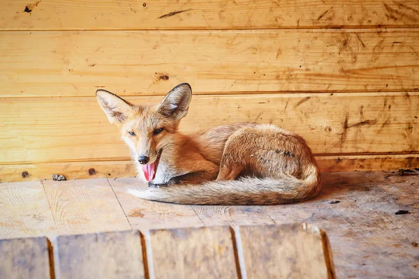 Joven zorro salvaje en el recinto — Foto de Stock