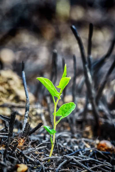 young green sprout after fire.