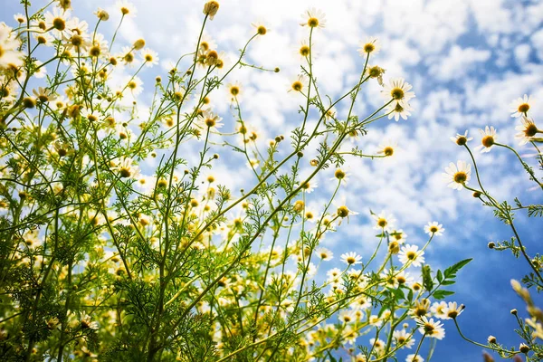 Weiße Kamille auf blauem Himmelshintergrund — Stockfoto