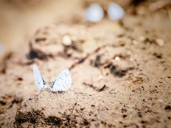 Blaue Lycaenidae Schmetterlinge — Stockfoto