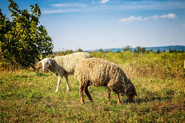 Bir çim üzerinde beyaz bir koyun — Stok fotoğraf