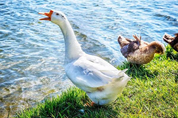 Beyaz kaz Gölü kıyısında — Stok fotoğraf