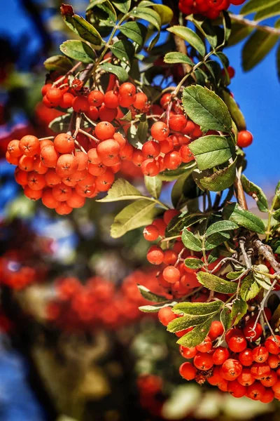 Ripe red ashberry — Stock Photo, Image