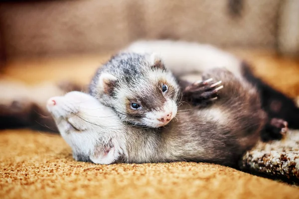 Due simpatici furetti addormentati — Foto Stock