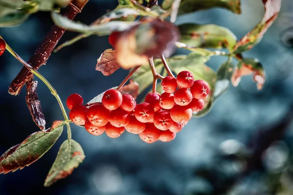 Dojrzałe czerwone ashberry — Zdjęcie stockowe