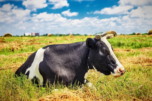 Schöne Kuh auf dem Feld — Stockfoto