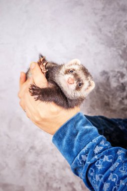 Portre, Ferret kadın elinde kapatın