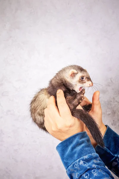 Zblízka portrétní Ferret v rukou ženy — Stock fotografie