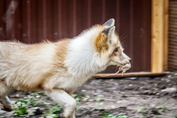 Εγχώρια golden fox με το θήραμα — Φωτογραφία Αρχείου