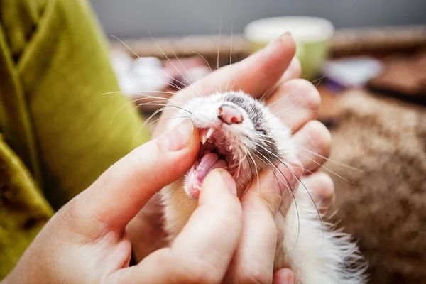 Controle van jonge ferret mond en tanden — Stockfoto