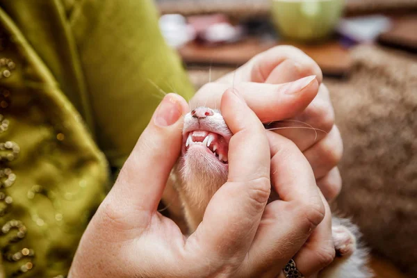 Checking young ferret mouth and teeth — Stock Photo, Image