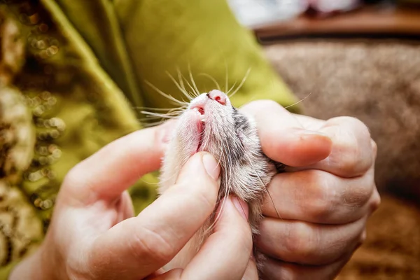 Überprüfung von Mund und Zähnen junger Frettchen — Stockfoto