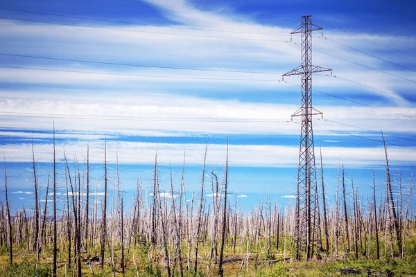 Árboles muertos en el bosque alrededor de un Norilsk — Foto de Stock