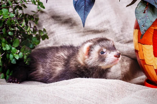 Little cute ferret kid — Stock Photo, Image
