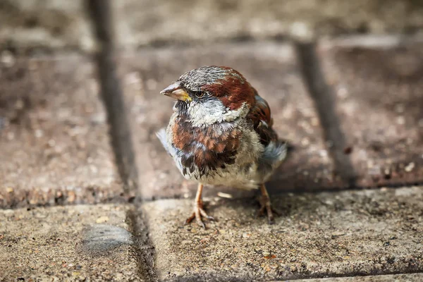 Ritratto di passero domestico — Foto Stock