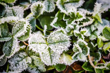 taze Yonca filizi buzla kaplı