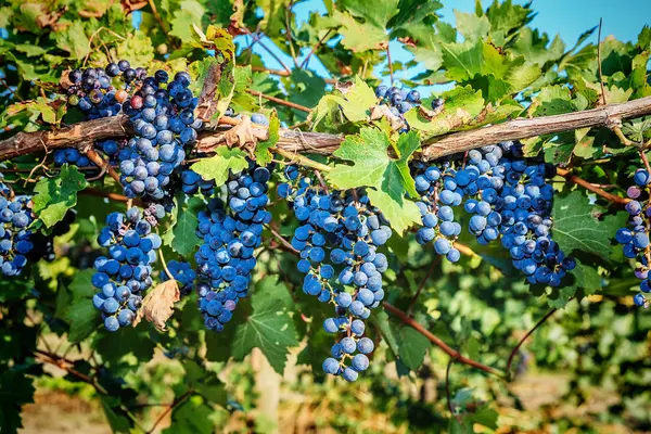 Trossen rode wijndruiven — Stockfoto
