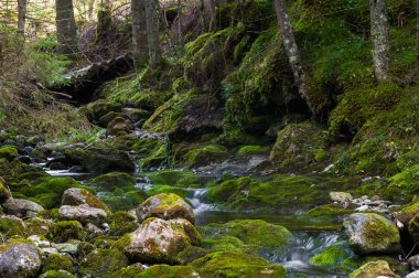 Yeşil kaya akışta görüntülemek 