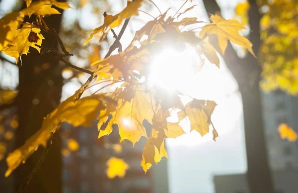 Görünüm üzerinde sarı sonbahar yaprakları