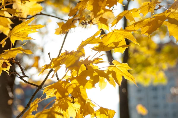 Görünüm üzerinde sarı sonbahar yaprakları