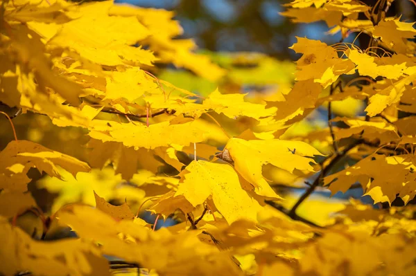 Görünüm üzerinde sarı sonbahar yaprakları