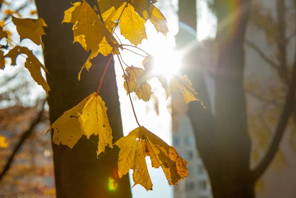 Görünüm üzerinde sarı sonbahar yaprakları