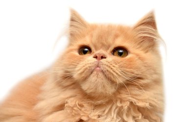 Genç kırmızı kedi 