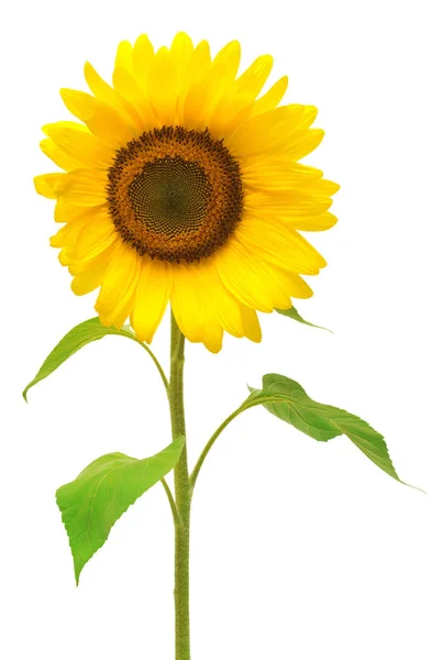 Girasole aperto con semi — Foto Stock