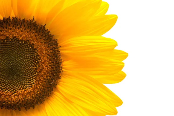 Girasol abierto con semillas — Foto de Stock