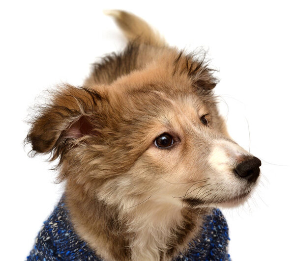 Молодой щенок
 