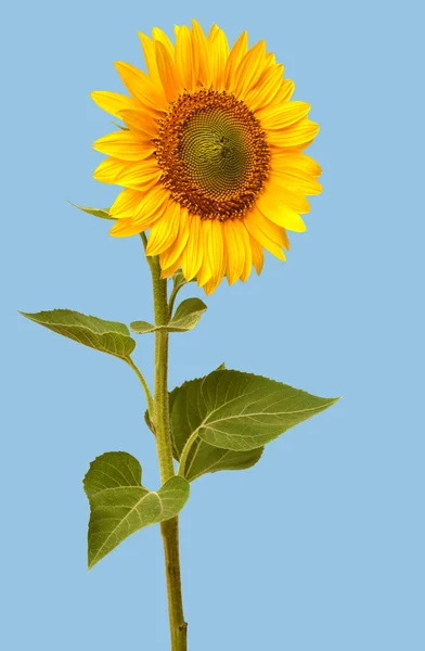 Open zonnebloem met zaden — Stockfoto