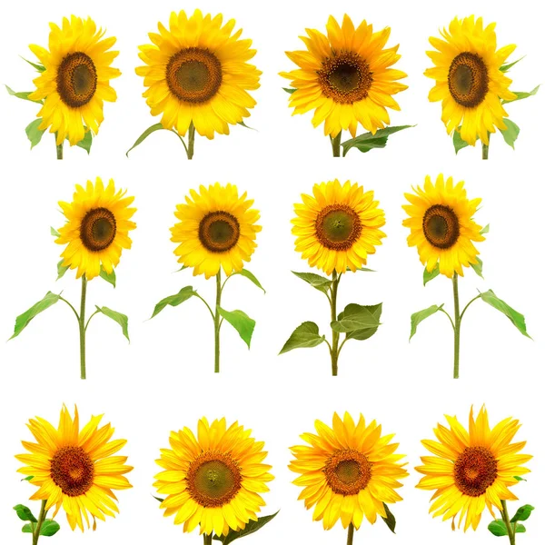 Sonnenblumen-Kollektion auf weißem Hintergrund — Stockfoto