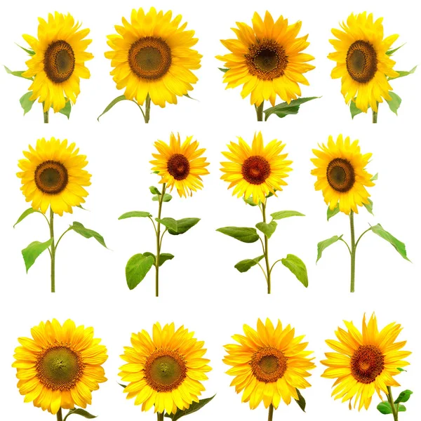 Sonnenblumen-Kollektion auf weißem Hintergrund — Stockfoto