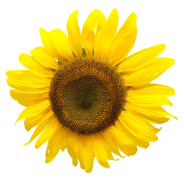 Квітка соняшнику ізольована — стокове фото