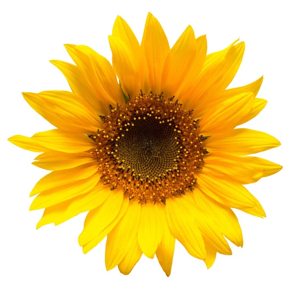Kwiat słonecznika na białym tle — Zdjęcie stockowe