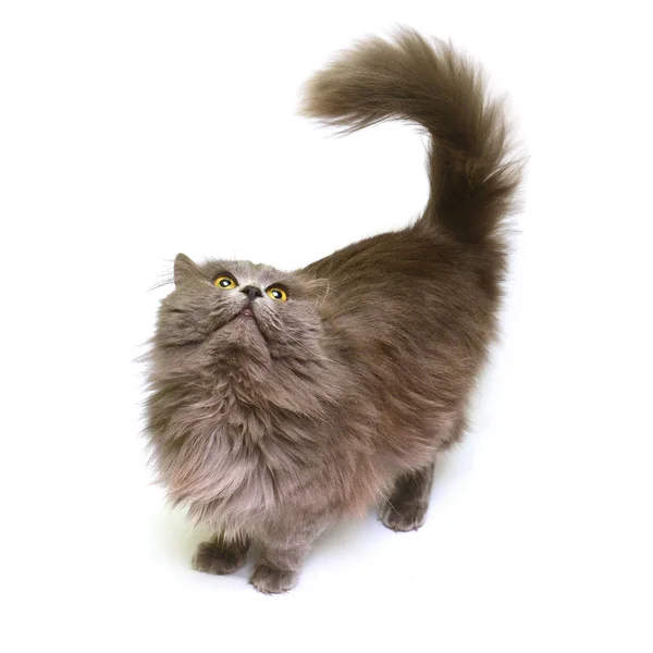 Fluffy British cat — Stock Photo, Image