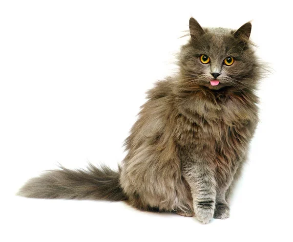 Fluffiga brittiska katt — Stockfoto