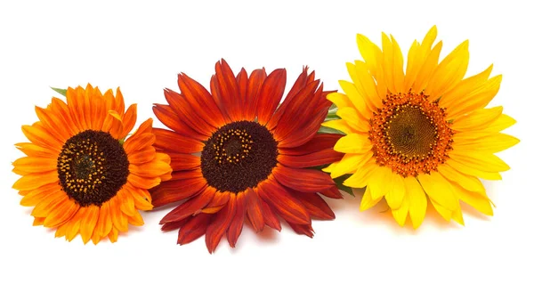 Bouquet of sunflowers flowers — Stock Photo, Image