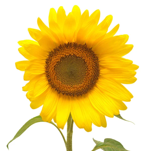 Flower of sunflower isolated — Stock Photo, Image