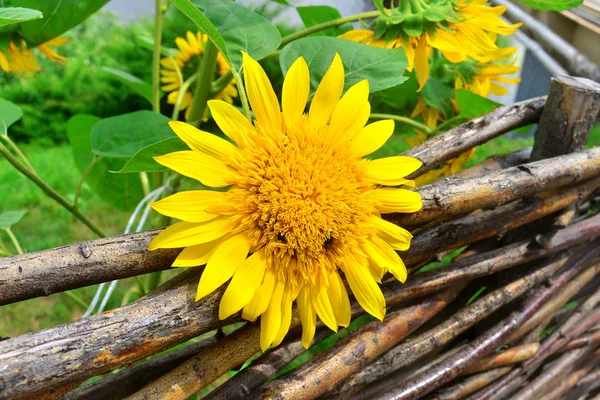 Beautiful decorative fence with sunflowers