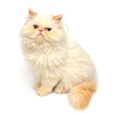 Genç sarı yavru kedi