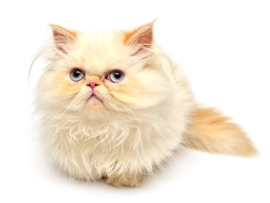 Genç sarı yavru kedi 