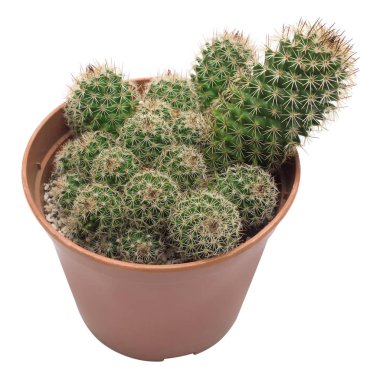 uzun dikenler ile kaktüs