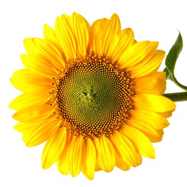 bir güzel ayçiçeği