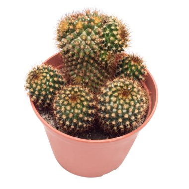 uzun dikenler ile kaktüs 