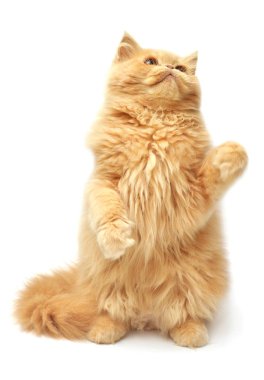 kabarık oynak Farsça kedi yavrusu 