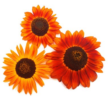 Parlak kırmızı ayçiçeği demet