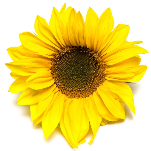 Квітка соняшнику ізольована — стокове фото