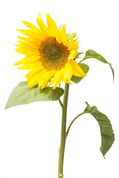 Bunga bunga matahari terisolasi — Stok Foto