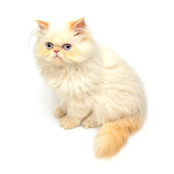 Jovem gatinho amarelo — Fotografia de Stock